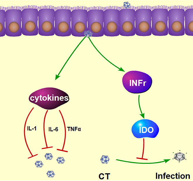 Inflammation of the Epididymis (Epididymitis): Causes, Symptoms, and Treatments