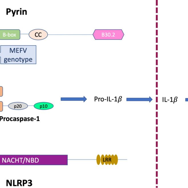 Familial Mediterranean Fever (FMF): A Detailed Overview