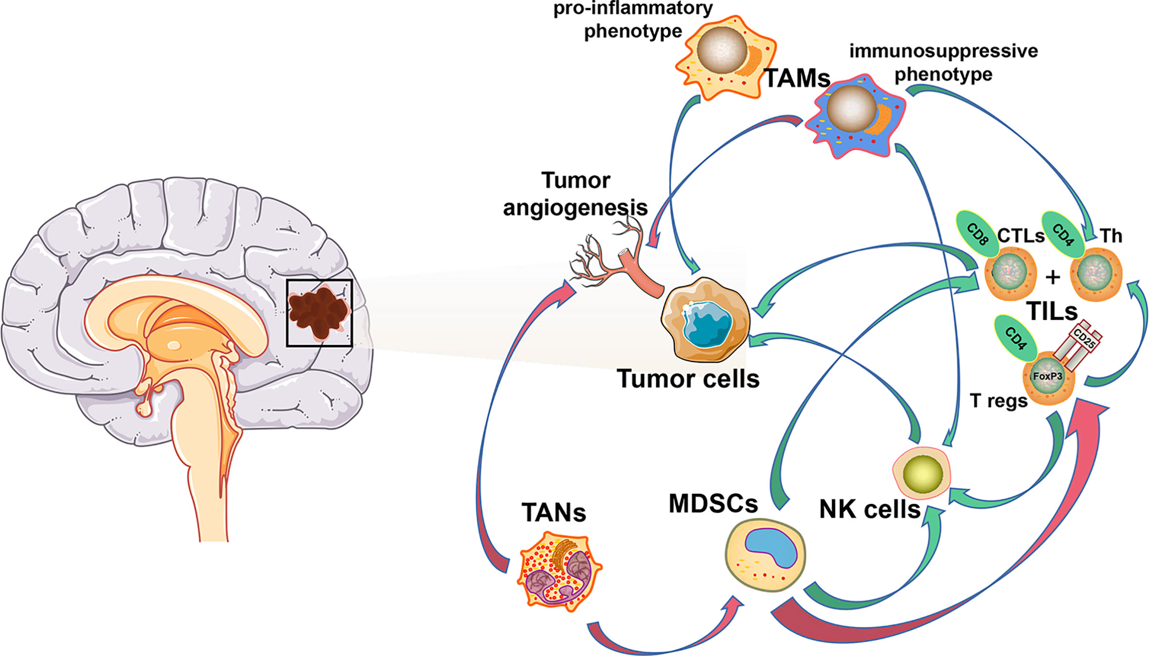Brain Tumor (Glioma): Types, Causes, Symptoms, Diagnosis & Treatment