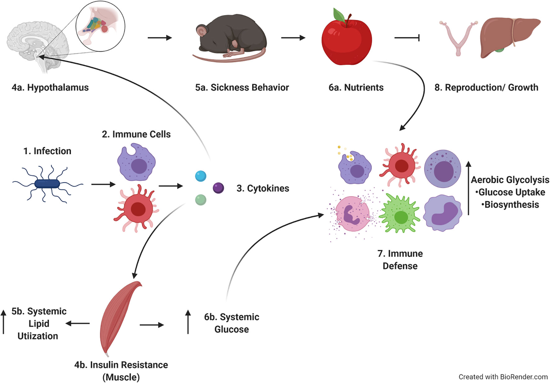Listeria: Causes, Symptoms, and Prevention
