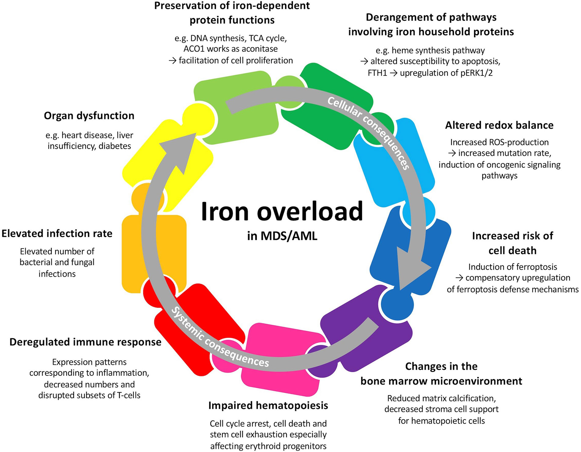 Iron Overload Disorder (Hemochromatosis): Causes, Symptoms, Diagnosis & Management