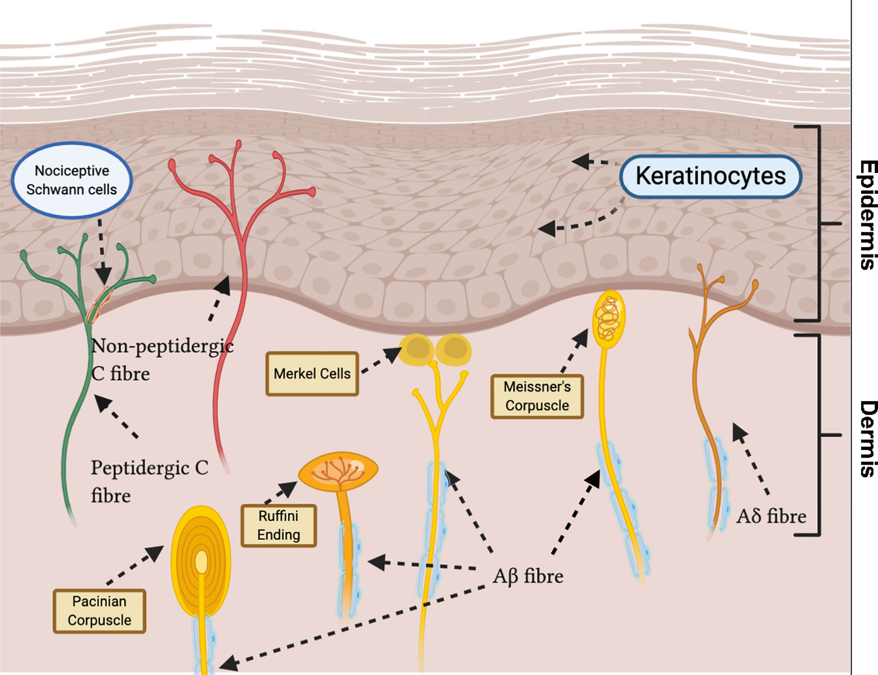 Postherpetic Neuralgia (Nerve Pain After Shingles)