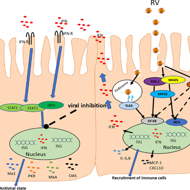 Rotavirus: What It Is, How It Spreads, and How to Prevent It