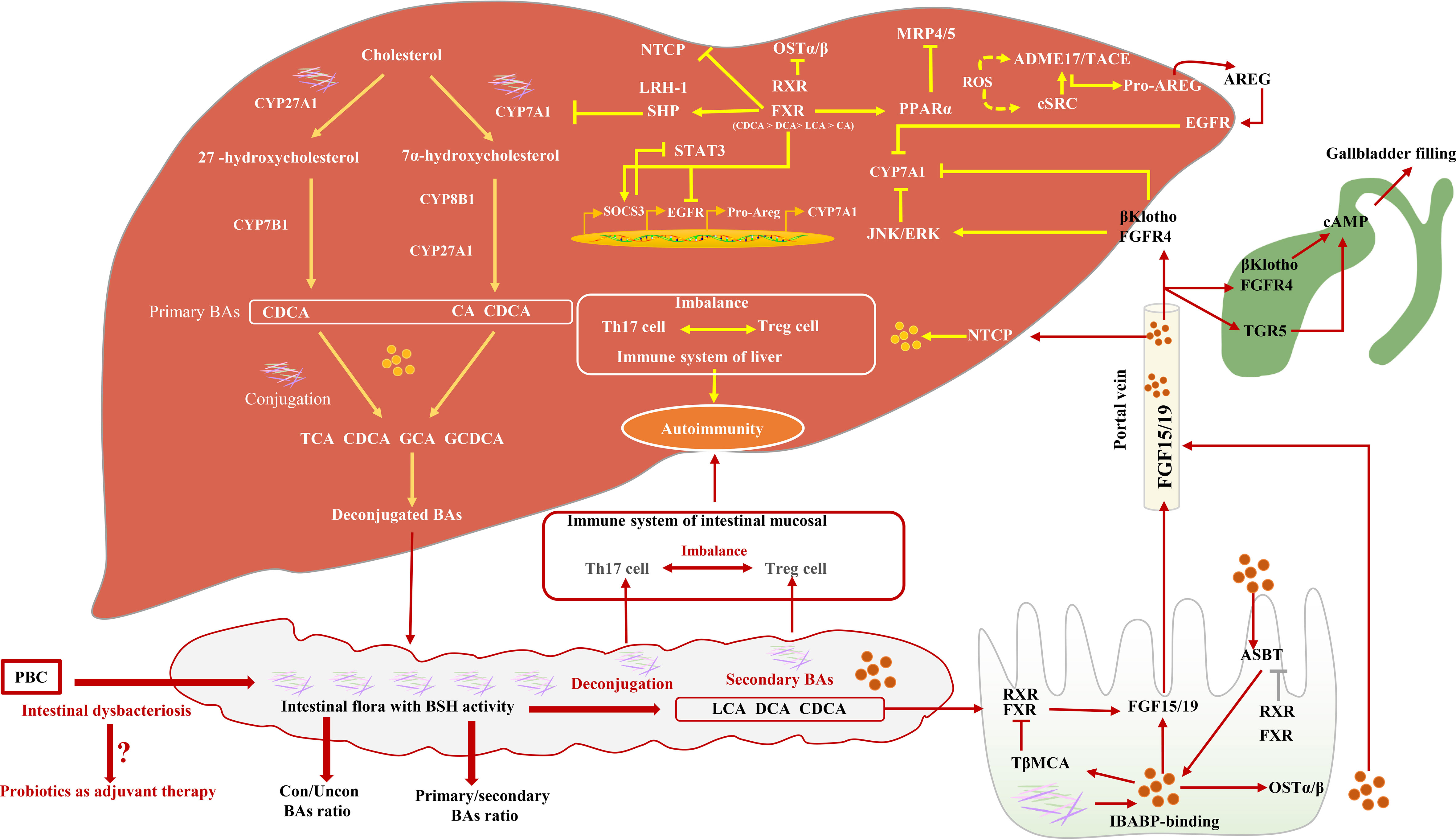 Primary Biliary Cholangitis (PBC): Overview, Causes, Symptoms & Care
