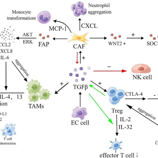 Esophageal Cancer: Types, Causes, Symptoms, Diagnosis, and Treatment