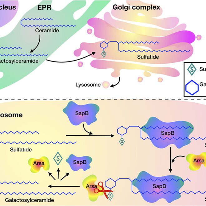Metachromatic Leukodystrophy (MLD): A Guide to Understanding the Disease