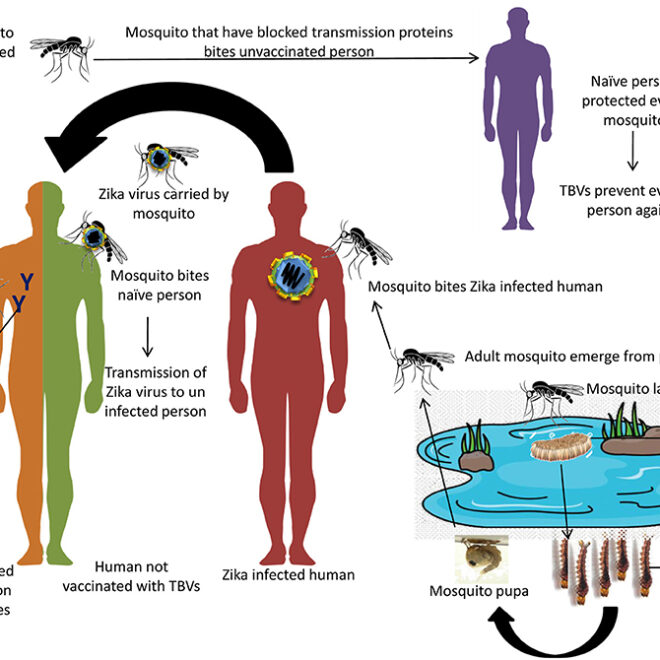 Zika Virus Infection (Zika Fever): Overview, Transmission, Symptoms & Prevention