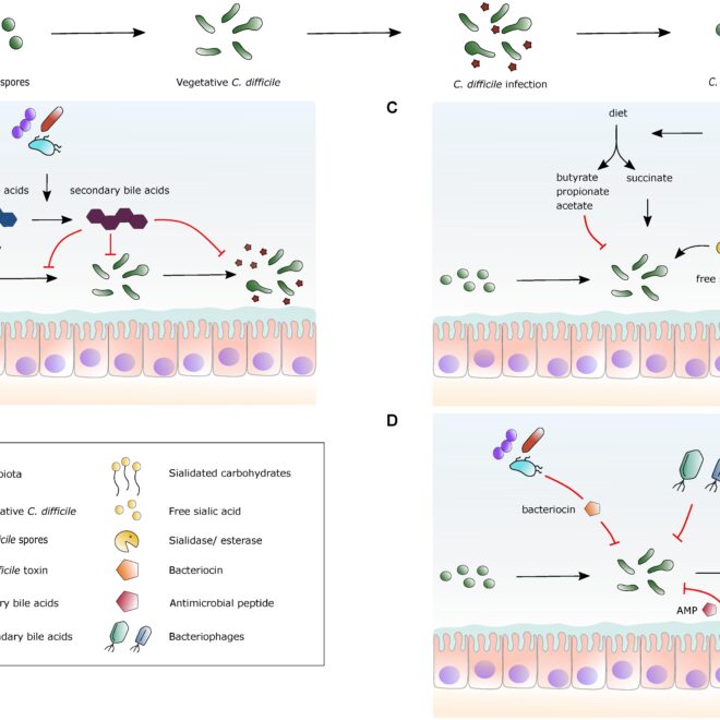 Clostridium Difficile (C. diff): Causes, Symptoms & Care