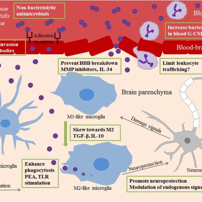 Meningitis: Understanding the Inflammation of Brain Membranes (Meninges)