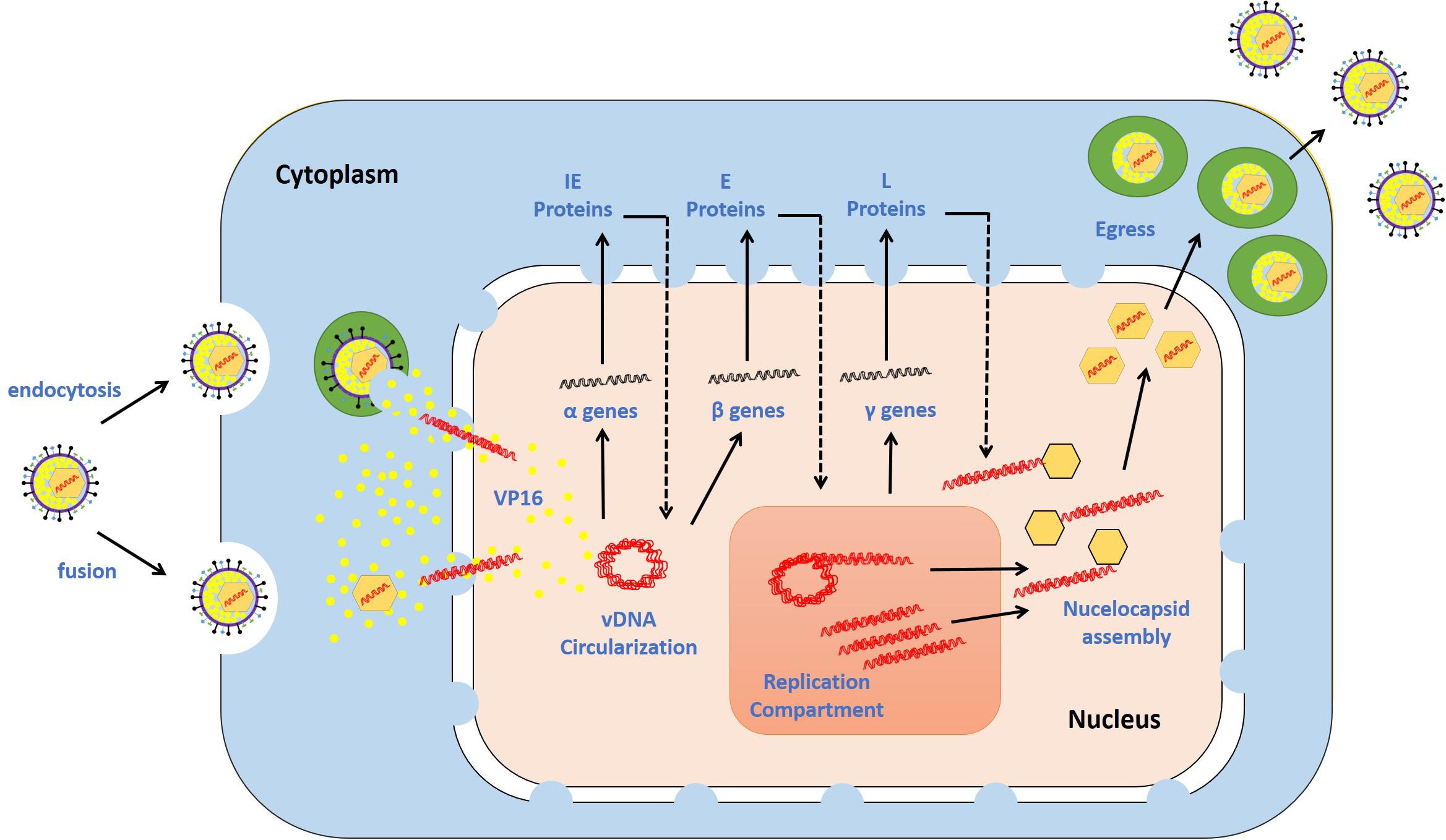 Herpes Simplex Virus Infection: Types, Symptoms, Diagnosis, and Treatment