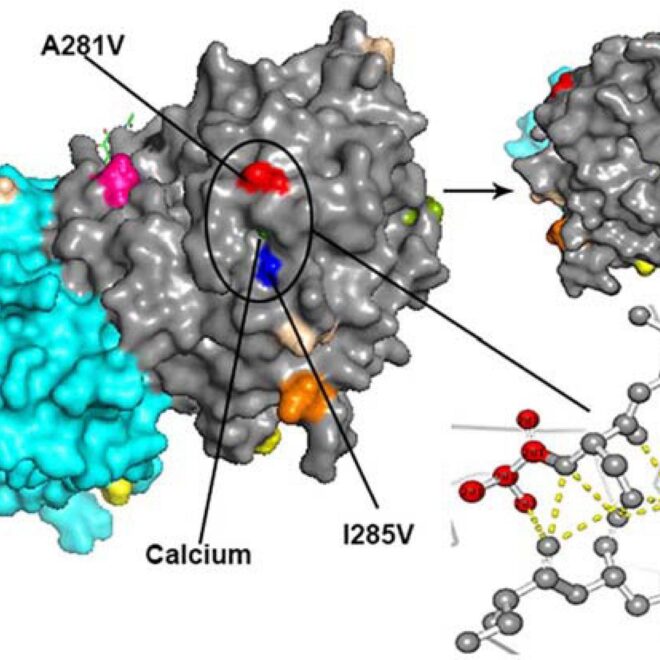 Human Parainfluenza Viruses (HPIVs): Types, Spread, and Impact