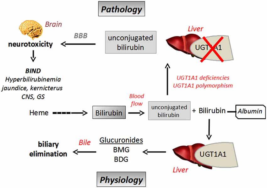 Gilbert's Syndrome: A Guide to Causes, Symptoms, and Management