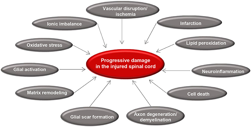 Spinal Cord Injury: Causes, Symptoms, Types, and Treatments