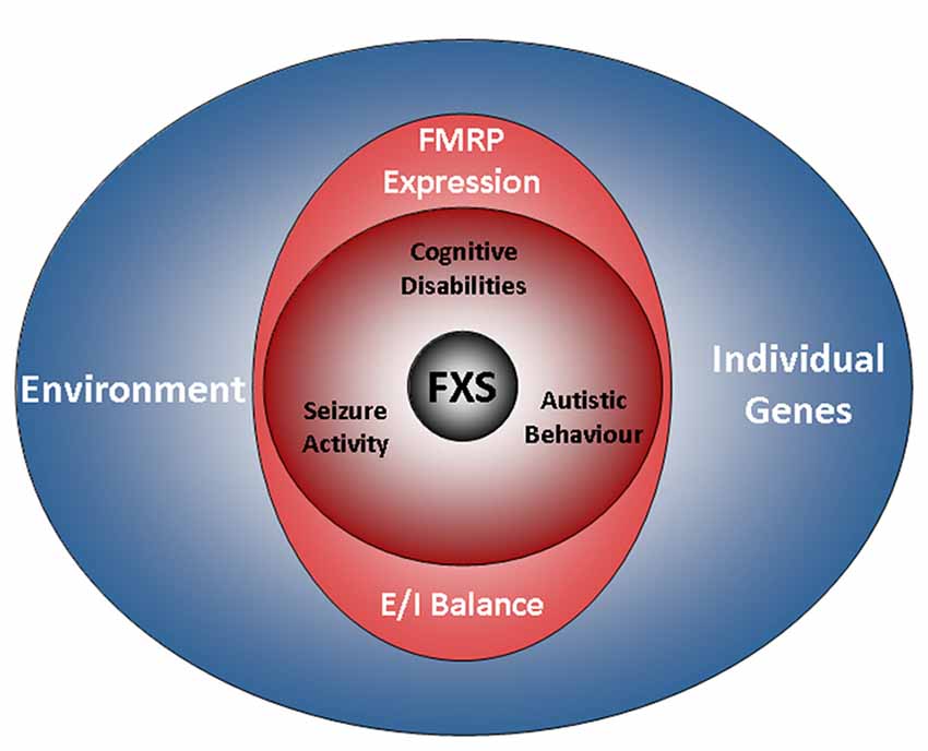 Fragile X Syndrome (FXS): Causes, Symptoms & Care