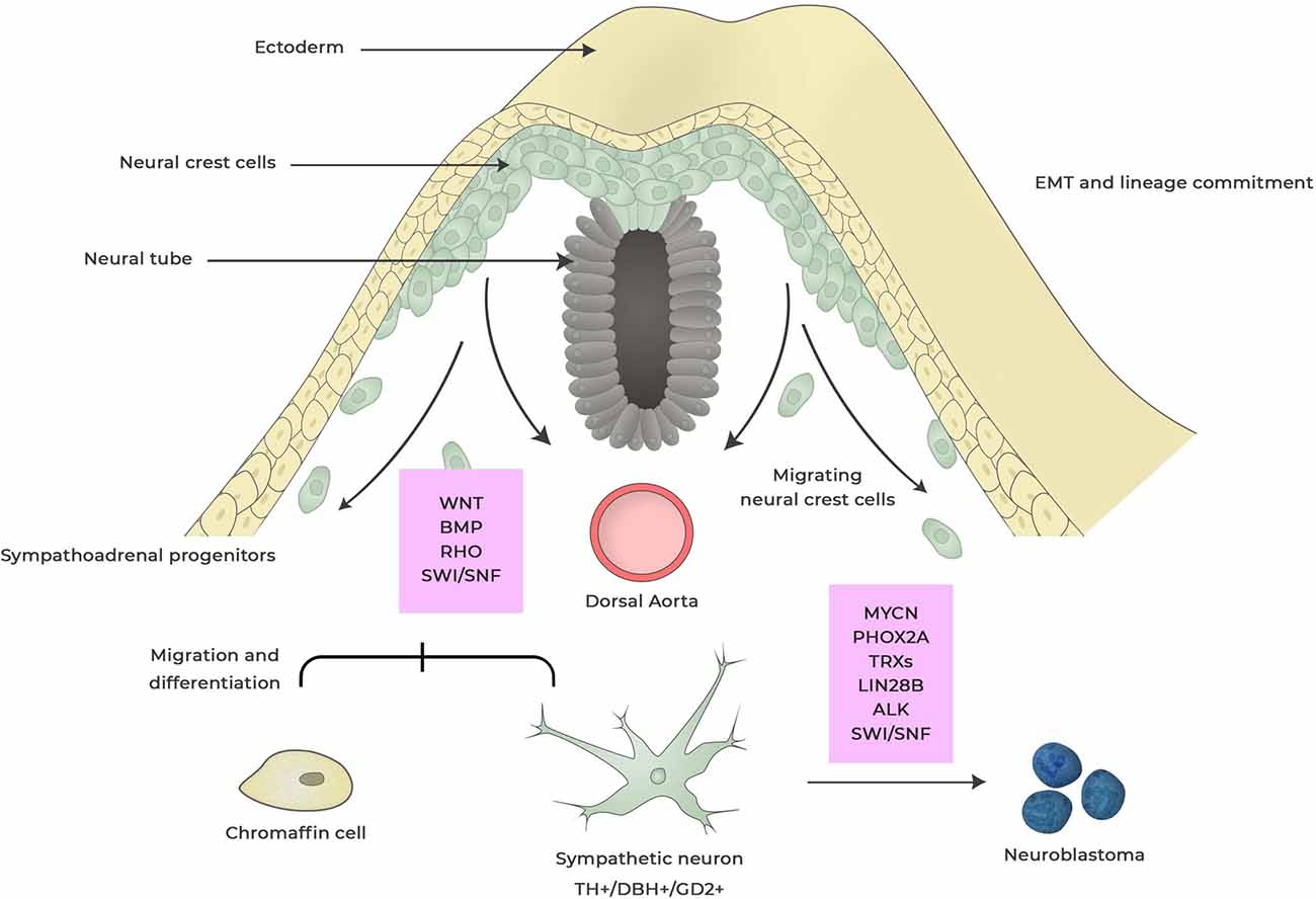 Neuroblastoma: A Guide to the Childhood Cancer of Nerve Cells