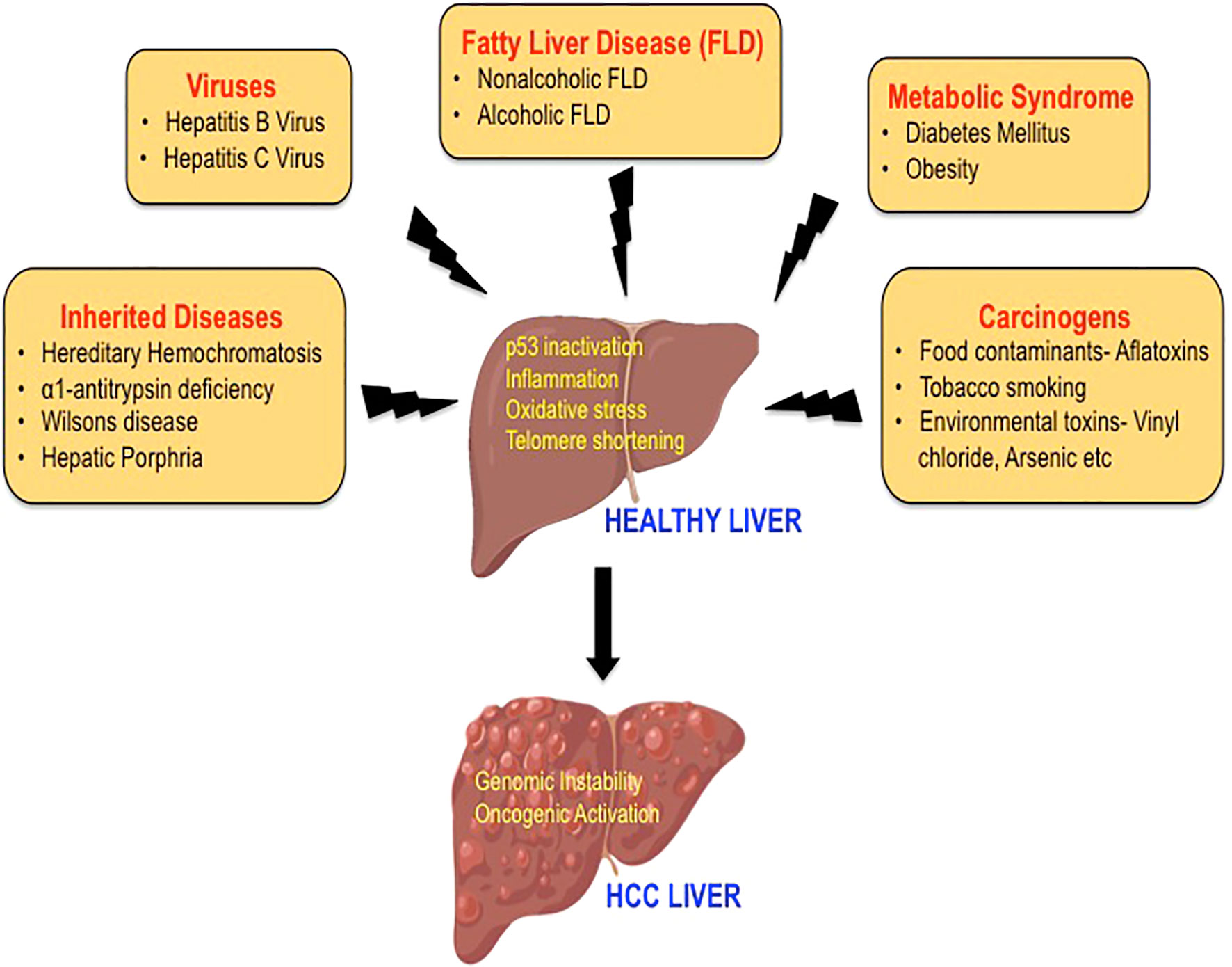 Fatty Liver Disease: Causes, Types, Symptoms, and Treatment Options