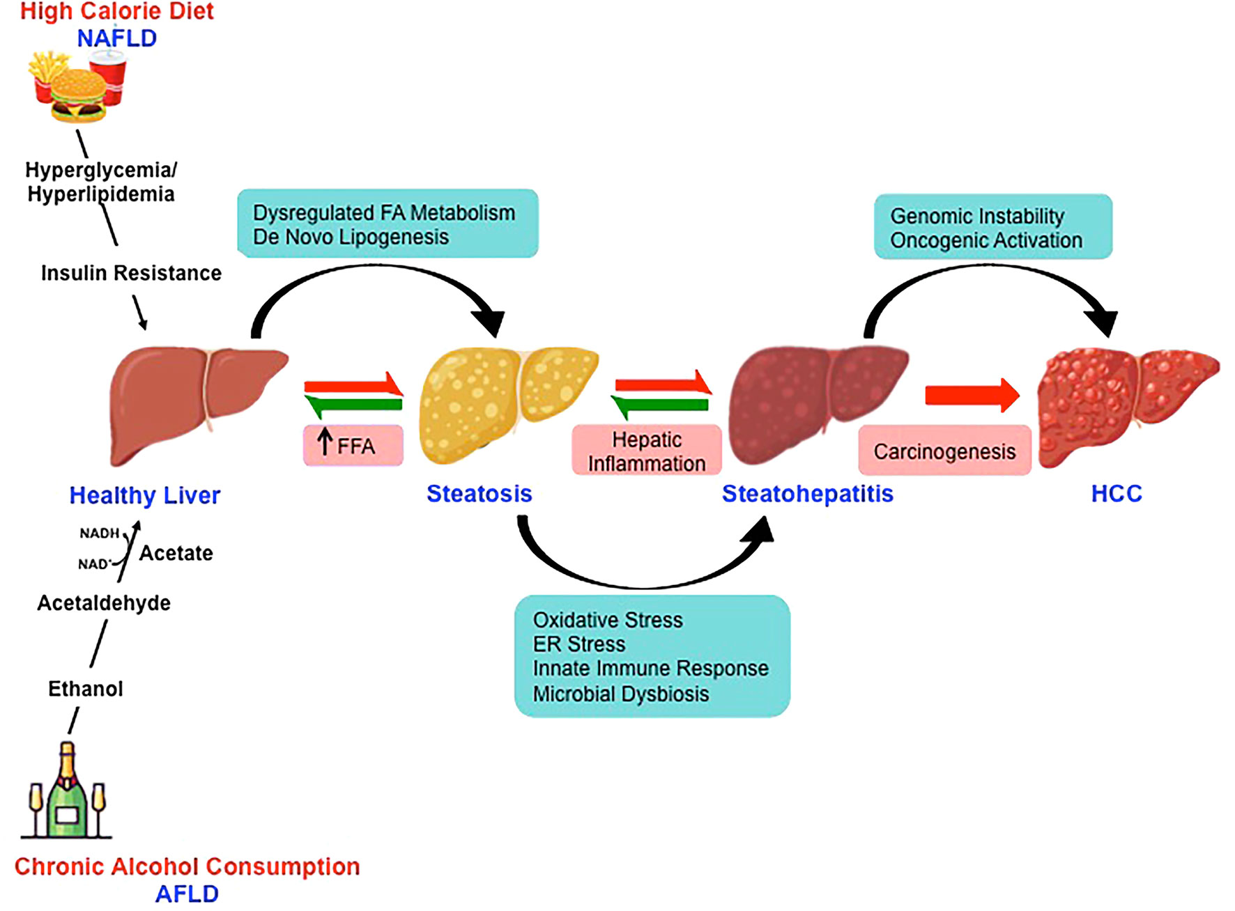 Hepatitis C: Understanding the Liver Disease Caused by HCV