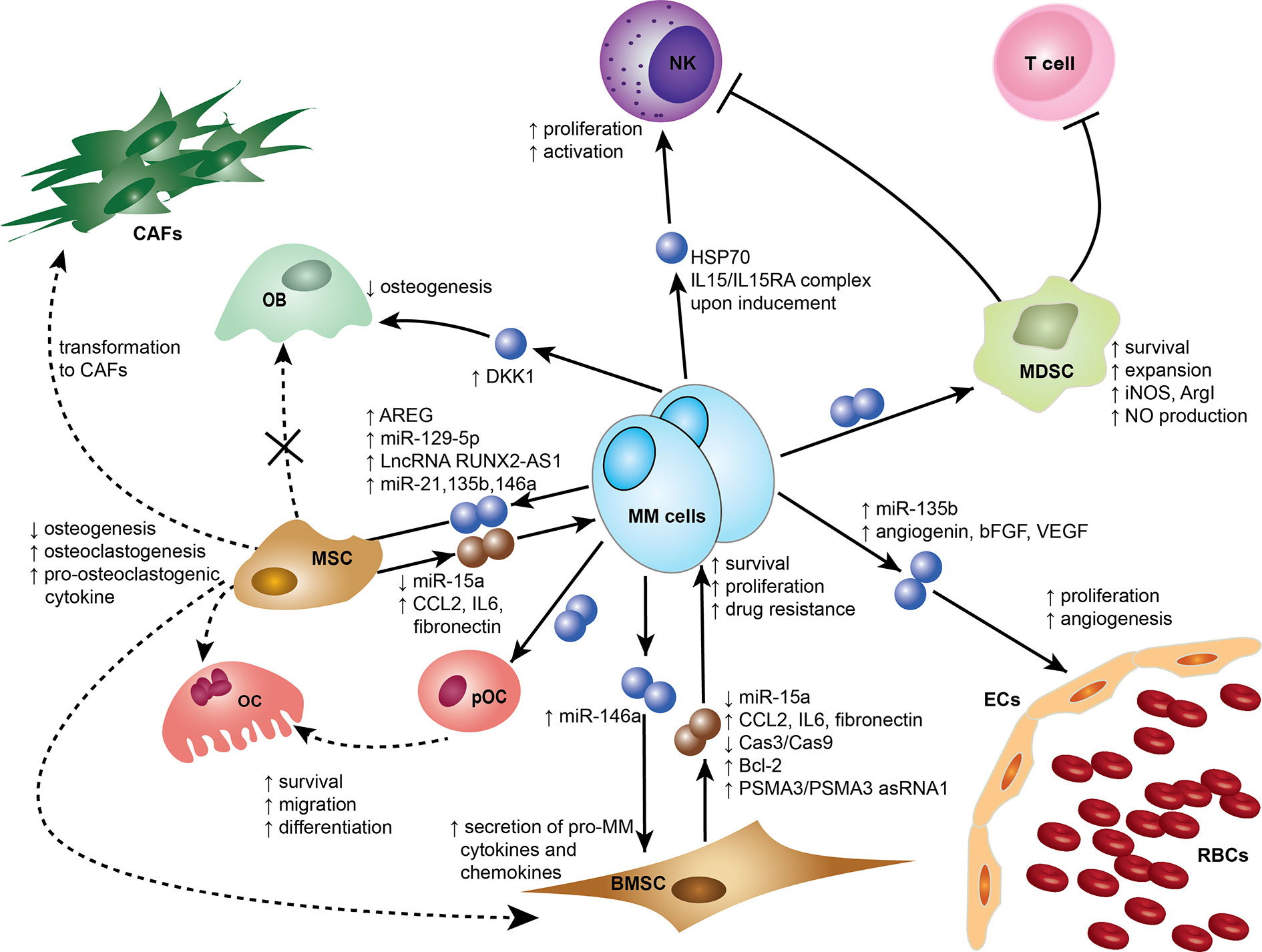 Multiple Myeloma: Overview, Causes, Symptoms & Treatments
