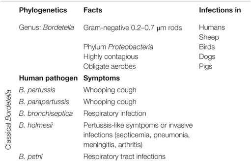 Whooping Cough (Pertussis): A Complete Guide to the Disease