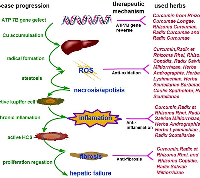Wilson’s Disease (Copper Storage Disorder): Overview, Causes, Symptoms & Treatment