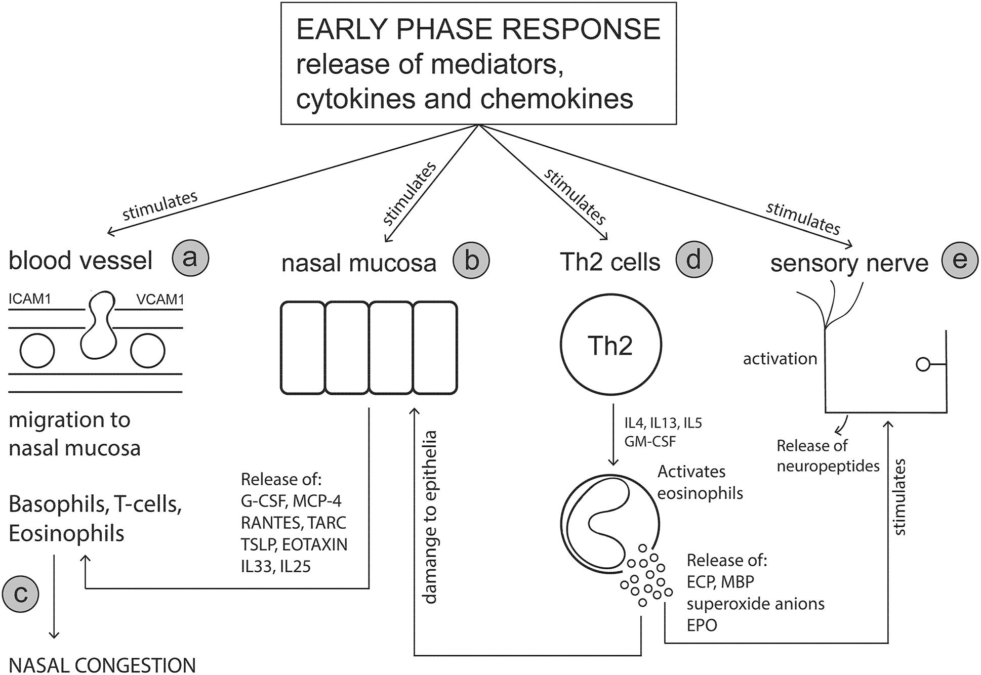 Nasal Inflammation (Rhinitis): Types, Triggers, and Treatments