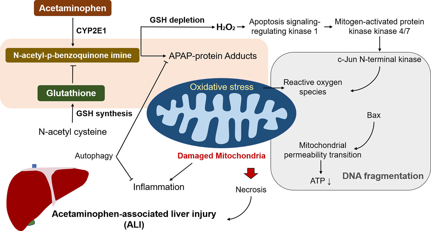 Liver Failure: Understanding Causes, Symptoms, and Treatments