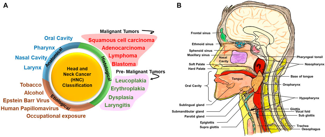 Head and Neck Cancer: Types, Causes, Symptoms, Diagnosis, and Treatment
