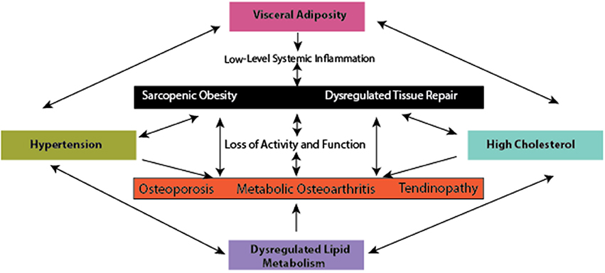 Obesity: Causes, Effects, and Management