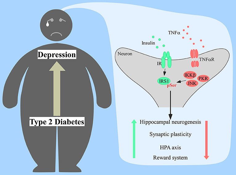 Insulin Resistance: Causes, Effects, and Management