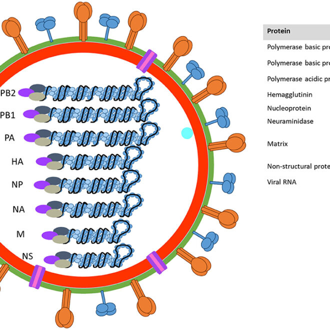Swine Flu (H1N1): Overview, Symptoms, Prevention & Treatment
