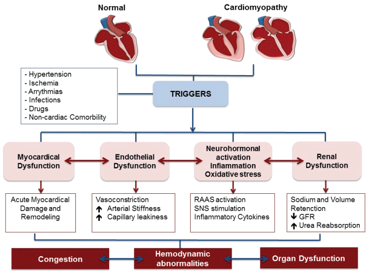Heart Failure: Understanding the Condition, Its Causes, and Management
