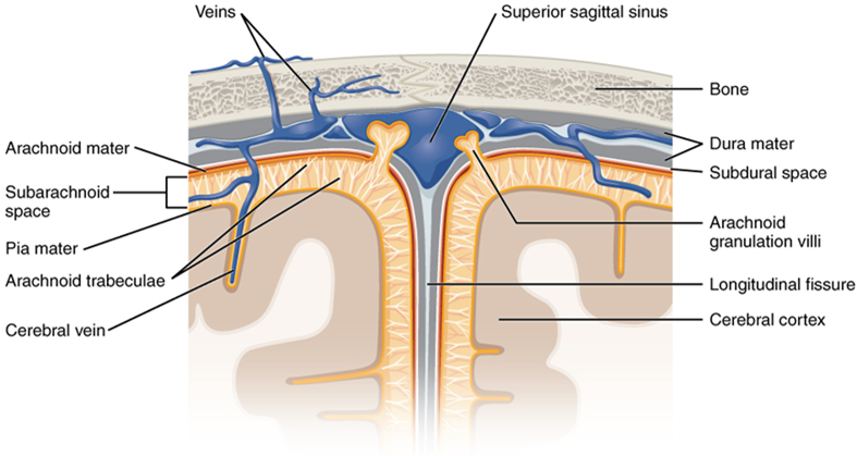 Bleeding in the Space Around the Brain (Subarachnoid Hemorrhage): Overview