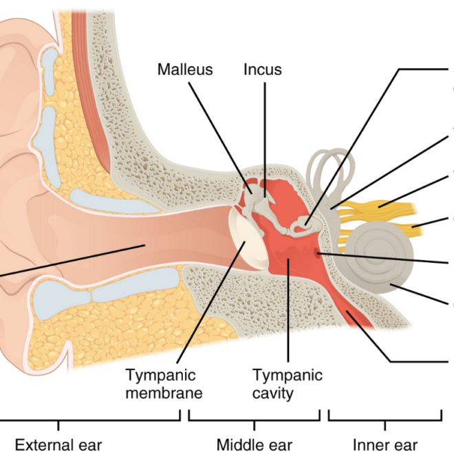 Eustachian Tube Dysfunction: Causes, Symptoms, and Treatments