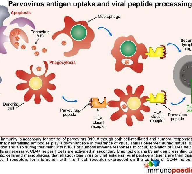 Parvovirus Infection: Causes, Symptoms, Diagnosis, and Treatment