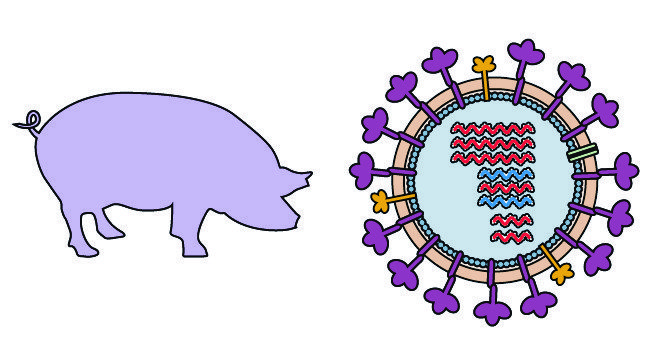 Swine Flu (H1N1): Overview, Symptoms, Prevention & Treatment